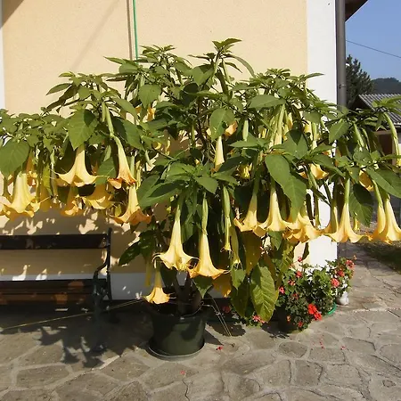 Salzburger Hof Pensionat 3*